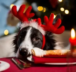  Descubra o que cachorro pode comer no Natal sem passar mal