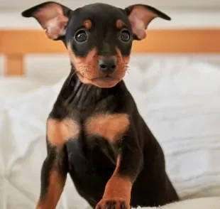  Pinscher 0 é o menor e o mais fofinho cão da raça