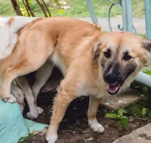 Descubra porque os cachorros ficam grudados depois do cruzamento 