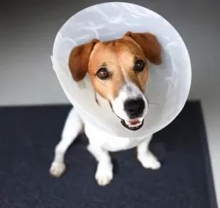 Quanto tempo depois de castrado o cachorro fica mais calmo pode depender de alguns fatores 