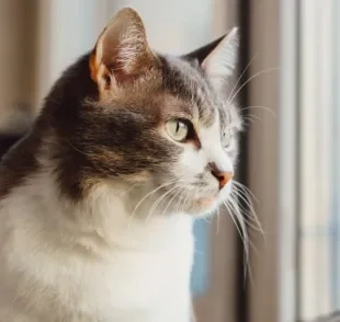 O quanto tempo um gato pode ficar sozinho é até dois dias