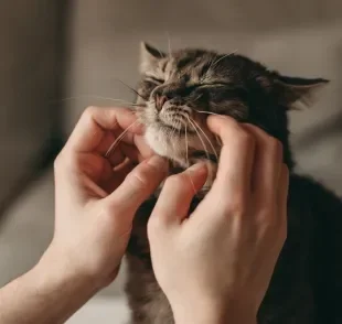 O gato ronronando faz um barulhinho de motor ligado