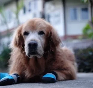 O sapato para cachorro pode ajudar o animal paraplégico? Descubra!