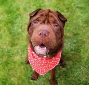  Saiba mais sobre o Shar Pei, essa raça de cachorro cheia de dobrinhas pelo corpo! 