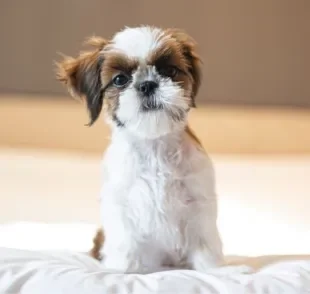 O Shih Tzu filhote é uma companhia incrível, mas que exige alguns cuidados