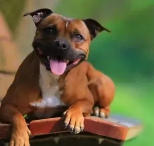 O Staffordshire Bull Terrier é uma variação de Pit Bull com temperamento muito tranquilo