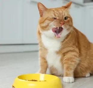 A taurina para gatos é um nutriente essencial para a saúde do felino