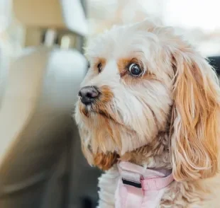 A técnica do tellington touch ajuda a calmar o cachorro com medo de fogos