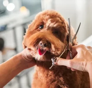 Tosar cachorro no verão é indicado para refrescar o peludo, desde que feito da maneira correta