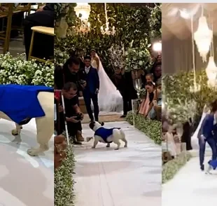 Bulldog Francês causa confusão com fotógrafo de casamento ao levar alianças para o altar (Créditos: Instagram / @dybala.dog)