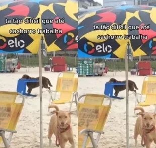 Cachorros na praia trabalham como garçons e conquistam o coração de todos com simpatia (Créditos: Tiktok/ @lopeselika)