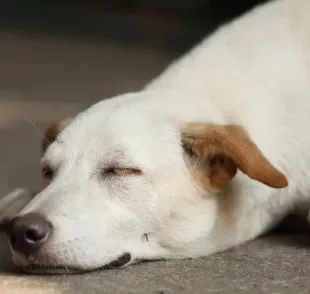 Será que o cachorro pega dengue se for picado pelo mosquito Aedes aegypti?