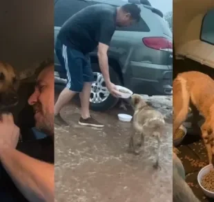 Cachorros de rua são alimentados dentro de carro durante temporal (Créditos: Instagram/ @protetordotitok) 