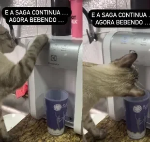 Gato aprende a usar o filtro de água da casa