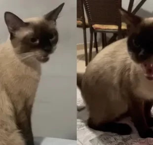 Miado de gata igual ao som de passarinho impressiona a web (Créditos: Reprodução/Instagram:@emiqalves)