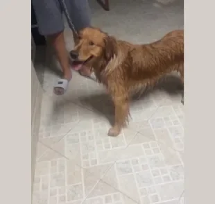 Golden Retriever decide escapar de casa para curtir festa no vizinho (Crédito: Instagram / @douglasmanasses)