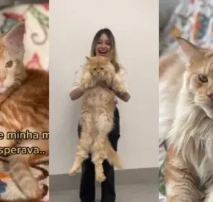 A incrível trajetória de crescimento de um Maine Coon