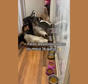 Tutora de 16 gatos compartilha as aleatoriedades de cada pet (Créditos: Tiktok/ @14bigodes)