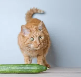 A explicação do por que os gatos pulam quando veem um pepino está relacionada ao instinto caçador felino. 