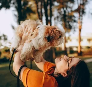 O Shih Tzu é ciumento em algumas situações que envolvem seu humano favorito