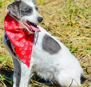 Cães e gatos abandonados, como a Safira, também merecem presentes de fim de ano! (Créditos: AAANO)