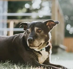 O cachorro idoso precisa de cuidados especiais para manter uma boa qualidade de vida 