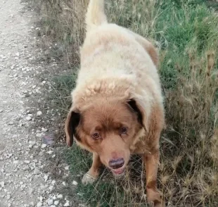 Cachorro mais velho do mundo tem título suspenso pelo Guinness Book