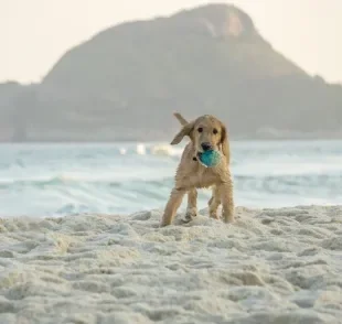 Cachorro na praia é permitido na cidade do Rio de Janeiro