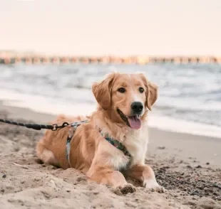 Em São Paulo, algumas cidades liberam a presença de cachorro na praia