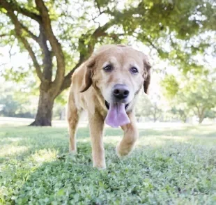 O cachorro ofegante pode significar um sinal de alerta ou não 