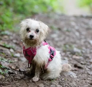 Saiba o que fazer ao encontrar um cachorro perdido na rua