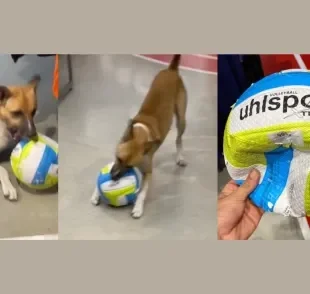 Cachorro vira-lata caramelo destrói bola de vôlei em loja de artigos esportivos e viraliza na web