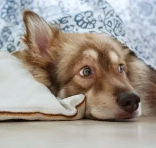 Ter um cachorro com medo é mais comum do que se pensa. Descubra o que pode desencadear isso no pet!