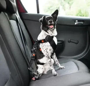 O assento para cachorro ou o cinto de segurança são fundamentais para garantir a segurança dos pets