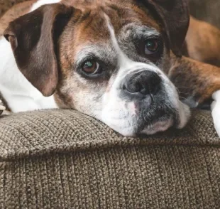 A idade de cachorro para humano tem uma grande variação e não deve ser calculada com base na teoria dos "7 anos"