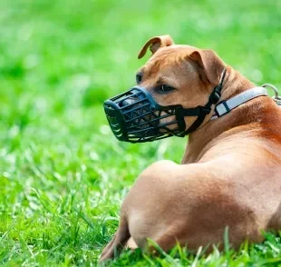 A focinheira para cachorro é um acessório diferente da mordaça