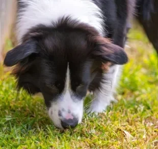 O forrageamento dos cachorros tem a ver com a caça de alimentos