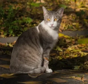 O gato comum europeu tem o corpo robusto, atlético e é adorável 