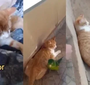 Gato laranja e papagaio convivem juntos felizes e em harmonia (Créditos: Tiktok/ @fellpecerantolape)