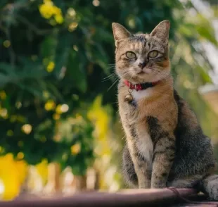 Viu um gatinho de coleira andando pelas ruas? Provavelmente é um gato perdido que precisa de ajuda