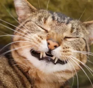 Um gato com mau hálito pode acontecer por vários motivos, mas também pode ser tratado