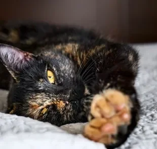 O gato escaminha é uma cor que pode ser encontrada em várias raças