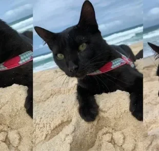 Satanás Pantera é o gatinho do posto 9 que tem milhares de seguidores nas redes sociais (Créditos: Instagram/@satanaspantera)