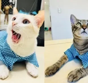 Niquinho e Nequinho são dois gatos resgatados que fazem sucesso em órgão público de Santa Catarina (Créditos: Instagram/ @Nicoestagicat)