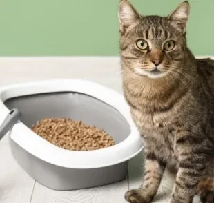 O granulado de madeira para gatos pode prejudicar a saúde e bem-estar dos pets