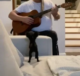 Avô de pet que é um astro da música brasileira toca música para cachorrinha da raça Chihuahua (Créditos: Tiktok/ @phoebevianna)