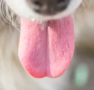 A língua de cachorro desempenha funções importantes na vida do pet