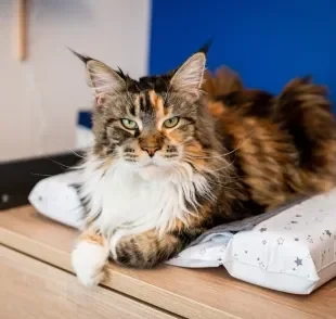 O Maine Coon é um exemplo de gato gigante que impressiona por seu tamanho