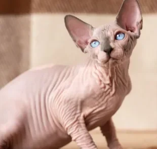 O gato pelado Sphynx pode te surpreender de várias maneiras