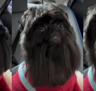 Vídeo de Shih Tzu tosado garante boas risadas na internet (Créditos: Instagram/@belinha_pitmonster)